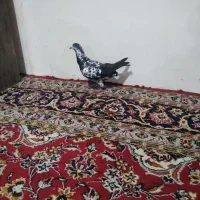 صید غروب|حیوانات|چناران, |دیوار