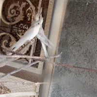 جفت آلبینو مولد|پرنده|ارد, |دیوار