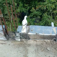 کبوتر