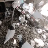 تعدادی طوقی زرین والماسی وزرد همه باهم فروشی است|پرنده|کامیاران, |دیوار