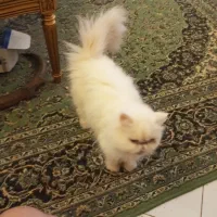 واگذاری اصیل زاده زیبا|گربه|محمدشهر, شهرک نگین|دیوار