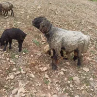 قوچ|حیوانات مزرعه|پاتاوه, |دیوار