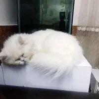 گربه پرشین.