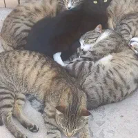 گربه