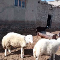 قوچ|حیوانات مزرعه|سیلاخور, |دیوار