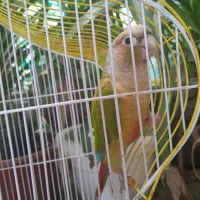 طوطی گیرینچک|پرنده|برخوار, |دیوار