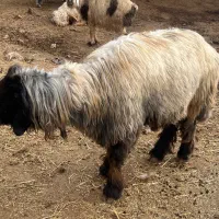 نرمیش|حیوانات مزرعه|فریدونشهر, |دیوار