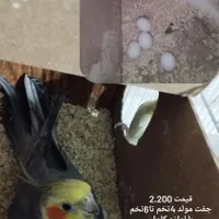 عروس هلندی لوتینو آلبینو ابلغ جفت مولد سالم بشرط|پرنده|مشهد, کوی المهدی|دیوار