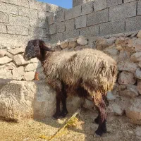 میش،گوسفند،بز،بره