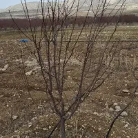 فروش-باغ