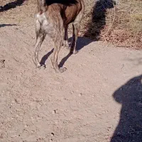 سگ گلگی|سگ|نیمبلوک, |دیوار