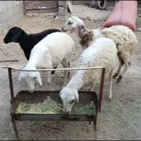 فروش ۵ تا بره ۴ تا ماده ی نر