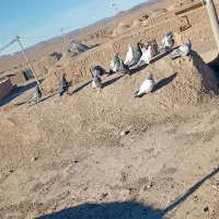 کفتر پولکی المانی