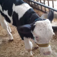 گاو هلشتاین باگوساله مونتبلیار سیمینتال|حیوانات مزرعه|کوهدشت, |دیوار