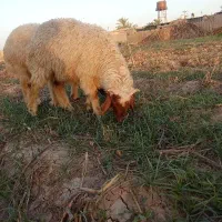 بره نر پرگوشت