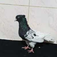 کله سیا