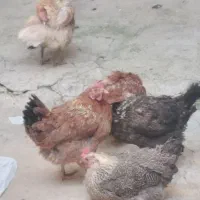 فروش مرغ محلی تخم گذار