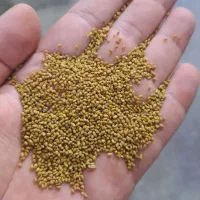 بذر یونجه