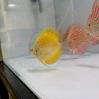 ماهی وآکواریوم(مستر دیسکس)