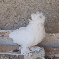 بخارا دم رنگی