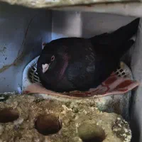 سیاه دوکاکله