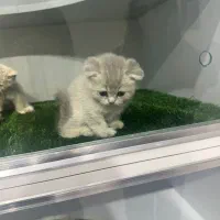 گربه اسکاتیش نر