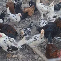 مرغ وخروس گلین لری|حیوانات مزرعه|جغتای, |دیوار