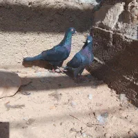 دو کبوتر نر و ماده درحال چو کشی در دینراک|پرنده|اندیکا, |دیوار