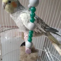 عروس هلندی خوشگل و اهلی