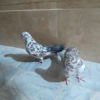 جفت نرماده نسل قدیم|پرنده|زابل, |دیوار