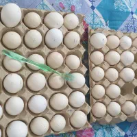 تخم مرغ دیلگونی پاپر اصیل