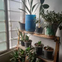 گل وپایه گل|گل و گیاه طبیعی|تربت جام, میان جام|دیوار