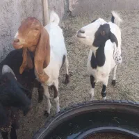 بز پاکستانی پنج آبی|حیوانات مزرعه|رفسنجان, |دیوار