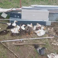 نیمچه اردک گوشتی