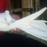 کفتر یا کبوتر|پرنده|ساوه, |دیوار