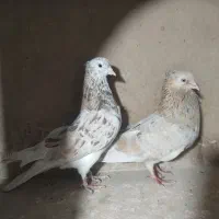 4جفت کبوتر پرشی