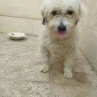 سگ شیتزو|سگ|قزوین, |دیوار