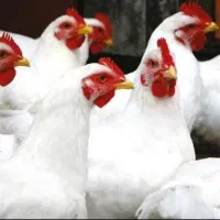 مرغ تخمگذار|حیوانات مزرعه|کهنوج, |دیوار