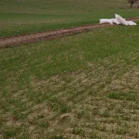 کودسفید اوره