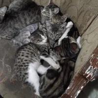 ۴ تا بچه گربه ۲ ماهه رایگان