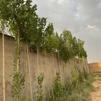 فروش زمین ۲۵۰ متری کردان سهیلیه زعفرانیه اقبالیه|فروش زمین و ملک کلنگی|کرج, فاز ۲ مهرشهر|دیوار