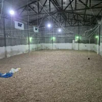 واگذاری-سوله-پرورش-بوقلمون