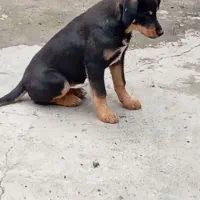 میکس دوبرمن. ماده،۴ماهه|سگ|تهران, زعفرانیه|دیوار