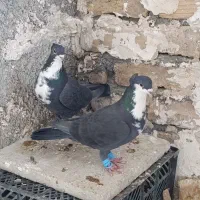 کرباتی|پرنده|شیروان (خراسان), |دیوار