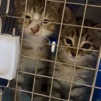 واگذاری بچه گربه