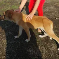 فروش توله سگ لابرادو