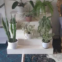 پایه گلدان پاسیون اماده