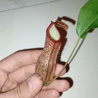 گیاه حشره خوار