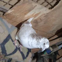 کفتر|پرنده|شاهرود, |دیوار