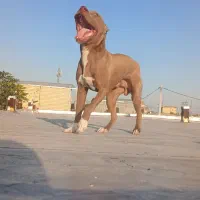 سگ نر